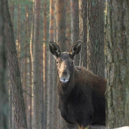 Kwatera Na Bagnach Osowiec  Dış mekan fotoğraf
